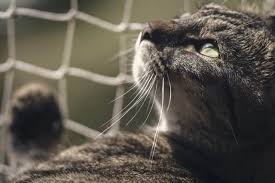 Radio & wireless fences for dogs. Best Invisible Fences For Cats In 2021 Find Fence