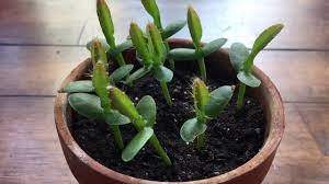 Maybe you would like to learn more about one of these? 53 Day Old Dragon Fruit From Seed Update Yellow Dragon Fruit Pitaya Youtube