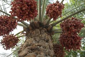 Maybe you would like to learn more about one of these? Fresh Dates From The Palm Tree Food And Tools