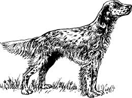 Black And White English Setter Dog English Setter Drawing By Marasdaughter English Setter English Setter Dogs Drawings