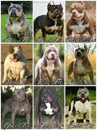 Tri Bullies Bully Dog Pitbull Terrier Dogs Puppies