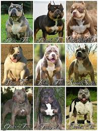 Tri Bullies Bully Breeds Chart Bully Breeds Dogs Bully Dog