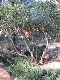 Image result for Ficus ingens