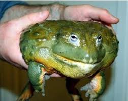 Image result for Pycreus africanus