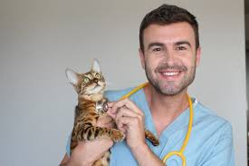 Bengal cats can cost a thousand dollars (usd) or more. Do Bengal Cats Have Health Problems