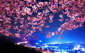 Maybe you would like to learn more about one of these? Mimura Japan Sakura Cherry Blossom Highway City Night Trees Flowers Blossoms Wallpapers Hd Desktop And Mobile Backgrounds