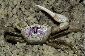 Check it out on kickstarter gold claw fiddler crab. Fiddler On The Marsh Cumberland Island Journal