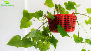 I wasn't aware of this article, i just had a sweet potato that rooted in the compost bin. How To Grow Sweet Potatoes In Hanging Basket With Propagation Step By Step Green Plants Youtube