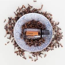 For other uses, see clove (disambiguation). Clove Oil Uses And Benefits Doterra Essential Oils DÅterra Essential Oils