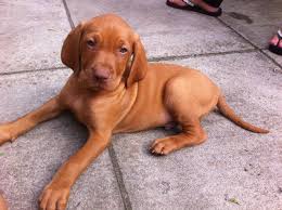 Check spelling or type a new query. Hungarian Vizsla Puppies For Sale Lisburn County Antrim Pets4homes Vizsla Puppies Vizsla Puppies For Sale Hungarian Vizsla Puppy