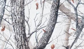 Maybe you would like to learn more about one of these? Free Download Snow Blends Perfectly With Snow Covered Trees Bushes And Rocks Which 567x330 For Your Desktop Mobile Tablet Explore 48 Snow Camo Wallpaper Realtree Wallpaper For Rooms Camo