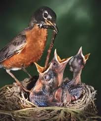 If they suggest you to feed a baby. What Do Birds Eat When There Are No Worms Quora