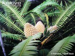 Image result for Encephalartos senticosus