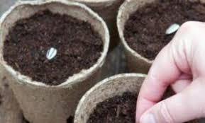 Kalau ada yang nak mencuba tanam pokok bunga matahari untuk menghiasi laman boleh ikut tip yang dikongsi oleh mohd shaifful. Cara Menanam Bunga Matahari Dari Kuaci Nuansa Web Id