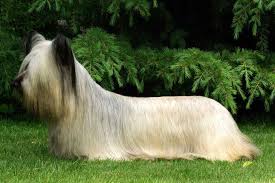 If you do not find the tibetan terrier puppy for sale that you are looking for then place your request within our tibetan terrier dogs wanted area. Skye Terrier Puppies For Sale Puppy Breed Info Skye Terrier Terrier Puppies Dog Breeds
