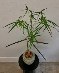 Image result for Brachyachne simonsii