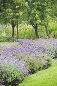 One of the most famous scents that crushed lavender flowers produce a fragrance and oil that can repel mosquitoes. 12 Plants That Repel Mosquitoes Natural Mosquito Repellents
