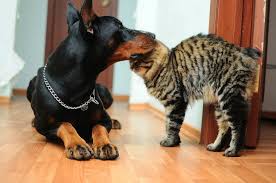 pin na doske my doberman