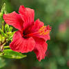 A must for love spells to attract men. 1