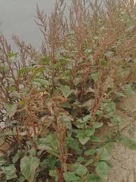 Image result for Amaranthus praetermissus
