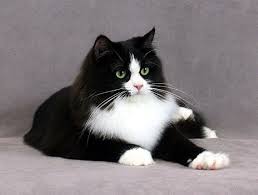 With tips on feeding and training. Dory Coco In Pictures Forum Ragamuffin Cat Cute Cats And Kittens Cats