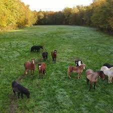 Haras De Maison Blanche Officiel Accueil Facebook