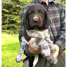 Image result for Malý münsterlandský ohař