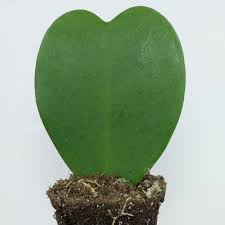 A popular plant around valentine's day is the sweetheart or valentine's hoya scientifically known as hoya kerrii and is #103 in 365 days of plants. Hoya Kerrii