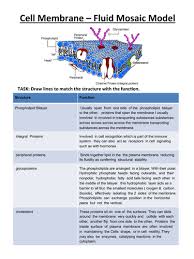 Label the components in this diagram of the fluid mosaic model of membrane structure. Cell Membrance Structure Cell Transport Teaching Resources