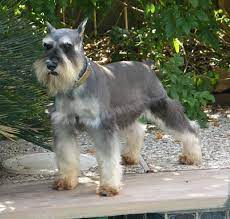 Texas t's schnauzers takes great pride in producing tiny treasure's that are happy, well adjusted, healthy, fluffy puppies with good conformation, super coats, and loving personalities. Miniature Schnauzer Breeders Schnauzer Puppies For Sale In Houston Texas Schnauzer Puppy Puppies For Sale Puppies