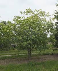 Image result for Gutenbergia trifolia