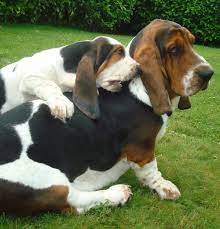 I Love You Mama Hound Puppies Basset Hound Puppy Friendly Dog Breeds