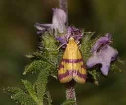 Image result for Pyrausta sanguinalis