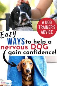 These types of dogs are nearly always lacking a strong pack leader. Have A Nervous Dog 2 Ways To Help A Scared Dog Around Strangers 3 Ways To Use Play Exercise Training Pet Therapy To Make A Fearful Dog More Confident How