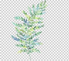 watercolor painting leaf fern botanical illustration png clipart art botanical illustration botany branch evergreen free png watercolor painting leaf fern botanical
