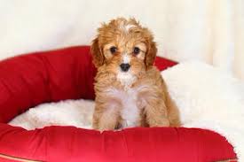 At times we may only have a few cavapoo available so we do hope you. Cavapoo Puppies For Sale Cavapoo Dog Breeders