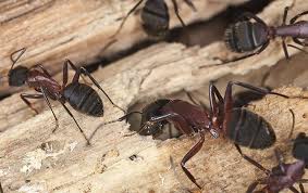 Determining the type of ant is the first step in proper pest control treatment. Blog Why Every Overland Park Home Should Be Protected From Pests