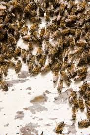 When do bees come out of the chimney? Pin On Carpenter Bees