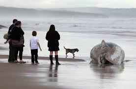 Discover its parks, culture, marina, and more. Plan To Remove Body Of Whale From Hartlepool Beach On Friday The Northern Echo