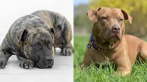 Il cane (canis lupus familiaris linnaeus, 1758) è un mammifero appartenente all'ordine carnivora, della famiglia dei canidi.con l'avvento dell'addomesticamento si è distinto dal lupo di cui è considerato una sottospecie (o, dalla maggior parte degli autori, una forma neotenica). Presa Canario Vs American Pit Bull Terrier Differences Similarities