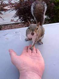 Adorable Squirrel Holding Hands With A Man Funny Animals Animals Beautiful Animals