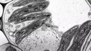 We did not find results for: 1 2 Skill Interpretation Of Electron Micrographs Youtube