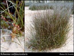 Image result for Schoenus