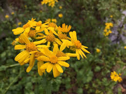 Image result for Senecio consanguineus
