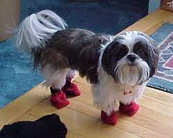 Check spelling or type a new query. Shih Tzu Korbie In Boots Daisy Dog Shih Tzu Dog Shih Tzu