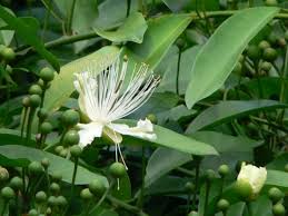 Image result for Capparaceae