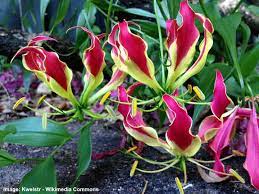 Only two known examples are believed to exist, one in new zealand and another one in england. Rare Flowers That Are Absolutely Beautiful With Pictures