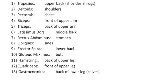 Savesave main muscles for later. Major Muscle Groups Ppt Video Online Download