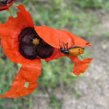 Image result for Poppy Red 1951 Beetle