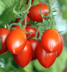 Maybe you would like to learn more about one of these? Roma Tomatoes What They Are And How To Grow Them
